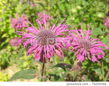 定時鋸（火炬草） 79209366