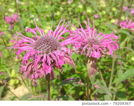 定時鋸（火炬草） 79209367