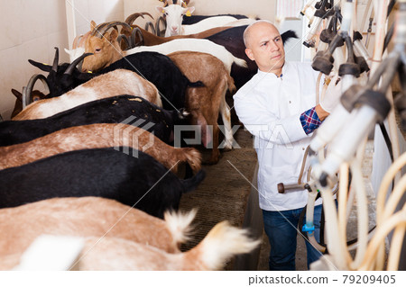 Man milking goats on farm 79209405