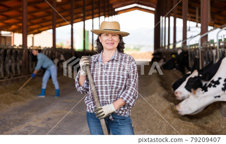 Mature female farmer posing at the cow farm 79209407