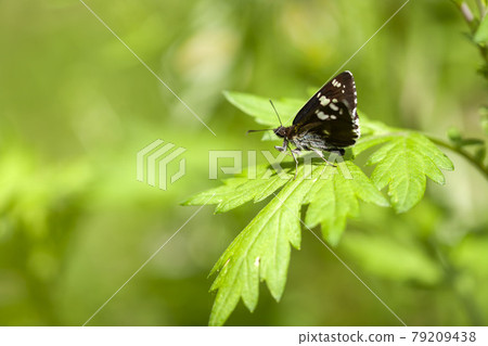 Diamondsensei 79209438