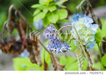 繡球花繡球花 79209751