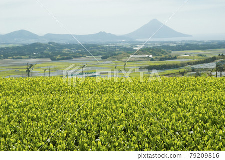 Fresh green tea plantation and Kaimondake 79209816