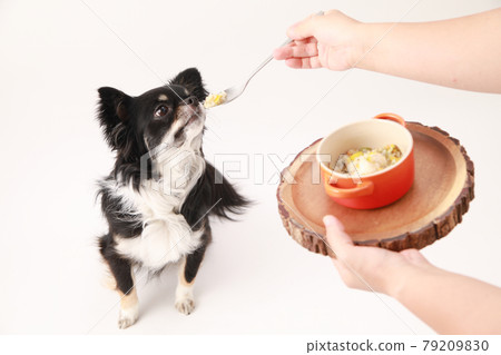 Black long coat Chihuahua eating homemade risotto from a spoon 79209830