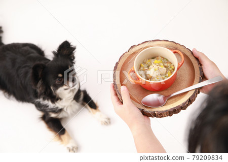 Owner and black long coat Chihuahua offering handmade risotto 79209834