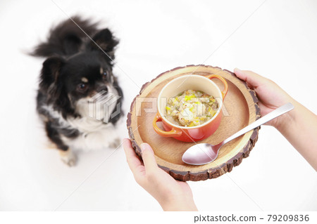 Owner and black long coat Chihuahua offering handmade risotto 79209836