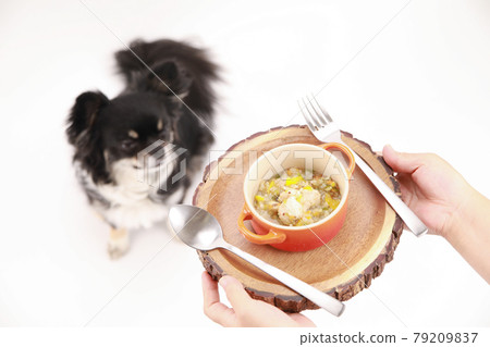 Owner and black long coat Chihuahua offering handmade risotto 79209837