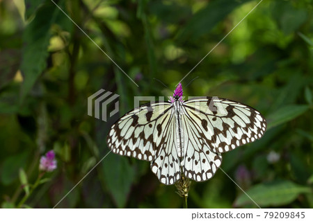 Ogomadara 79209845