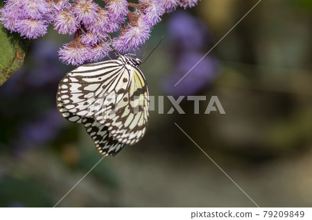 Ogomadara 79209849
