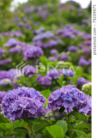 Saitama Prefecture Minoyama Park Hydrangea Saitama Prefecture Minoyama Park Hydrangea 79209975