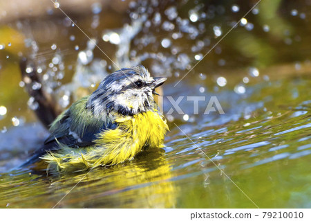 Blue Tit, Mediterranean Forest, Spain 79210010