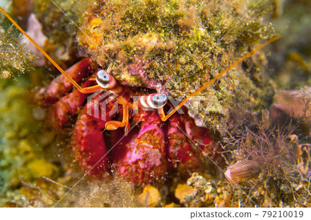 Great hermitcrab, Cabo Cope Puntas del Canegre Natural Park, Spain 79210019