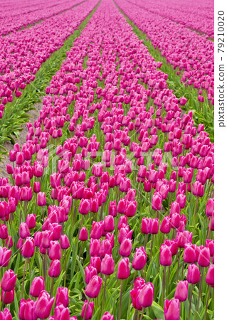 Colorful Tulips Fields, Netherlands 79210020