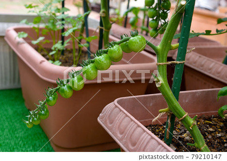 Kitchen garden, planter cultivation, neatly lined tufts of cherry tomatoes Kitchen garden, planter cultivation, neatly lined tufts of cherry tomatoes 79210147