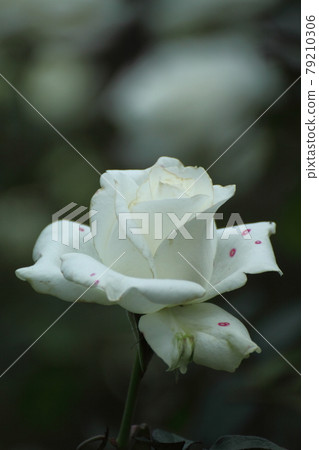 花的女王 79210306