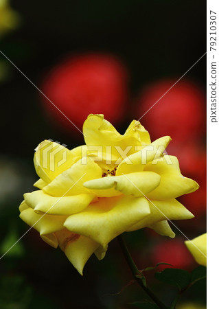 花的女王 79210307