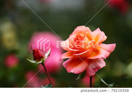 花的女王 花的女王 79210308