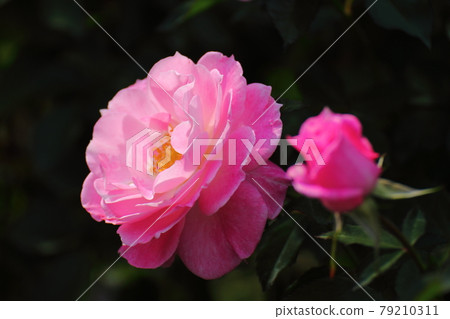 花的女王 79210311