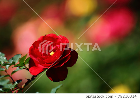 花的女王 花的女王 79210314
