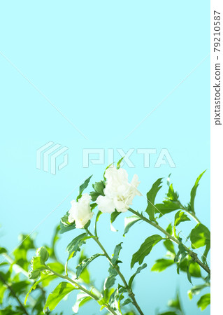 Blue sky, white flowers and green leaves 79210587