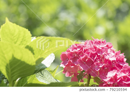 粉紅色的繡球花和綠地 79210594