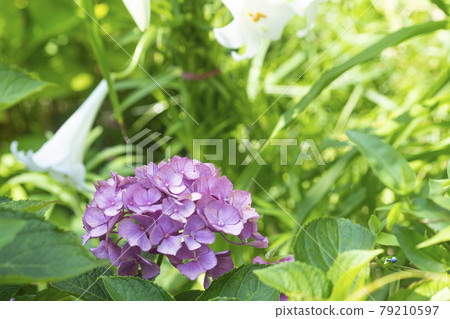 Purple hydrangeas and green margins 79210597