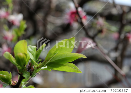 在特寫鏡頭採取的杏葉 在特寫鏡頭採取的杏葉 79210887