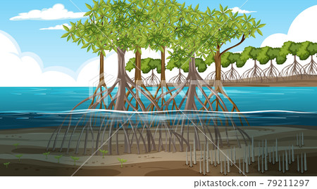 Mangrove forest landscape scene at daytime Mangrove forest landscape scene at daytime 79211297