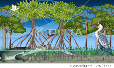 Animals live in mangrove forest at night scene 79211347