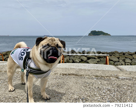 Sea and pug 79211412