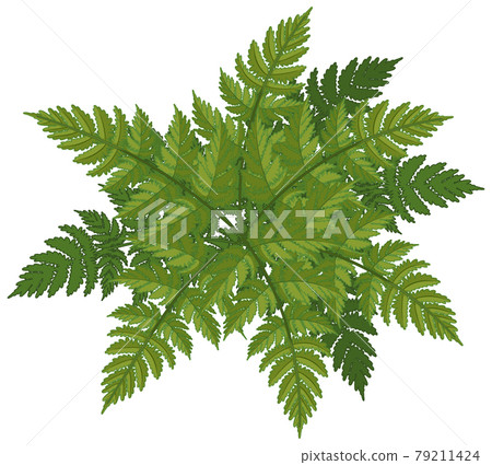 Fern leaves cartoon style isolated 79211424