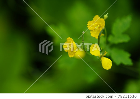 結痂之王 79211536