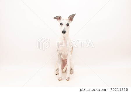小鹿斑紋色whippet 79211836