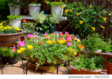 Flower garden colorful portulaca in full bloom Flower garden colorful portulaca in full bloom 79213105