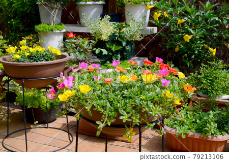 Flower garden full bloom colorful portulaca up Flower garden full bloom colorful portulaca up 79213106