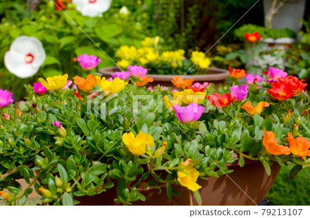 Flower garden full bloom colorful portulaca up Flower garden full bloom colorful portulaca up 79213107