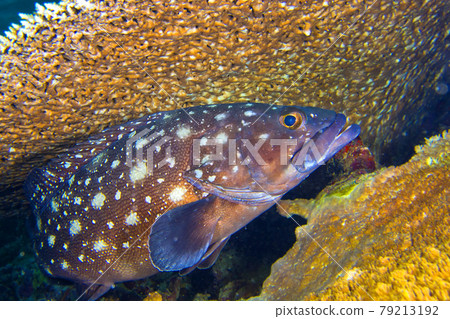 Small-spotted Rock Cod, South Ari Atoll, Maldives Small-spotted Rock Cod, South Ari Atoll, Maldives 79213192