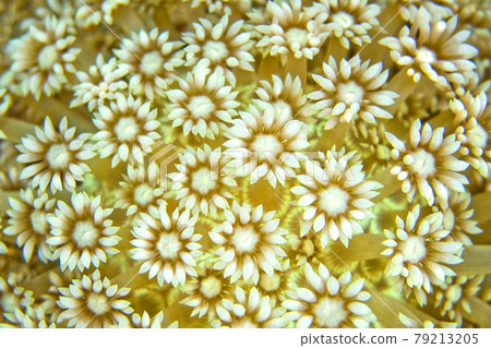 Daisy Coral, Lembeh, North Sulawesi, Indonesia Daisy Coral, Lembeh, North Sulawesi, Indonesia 79213205