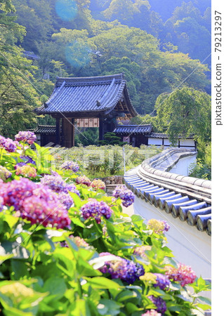 Hasedera's fresh greenery and hydrangea 79213297