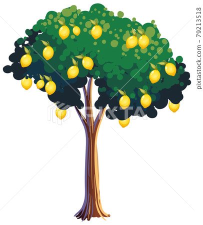 Lemon tree isolated on white background - Stock Illustration [79213518 ...