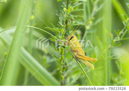 Patanga japonica Patanga japonica 79213526