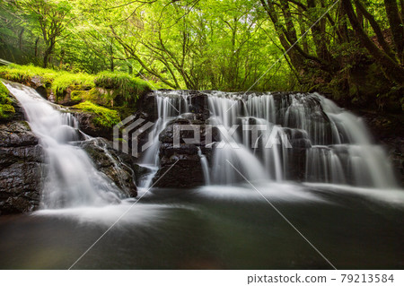 Beautiful scenery of Kikuchi Gorge when it was fresh green 79213584