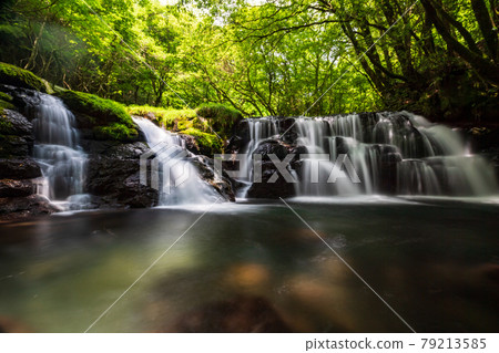 Beautiful scenery of Kikuchi Gorge when it was fresh green 79213585