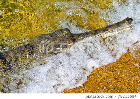 Gharial, Gavial, Royal Bardia National Park, Nepal. Gharial, Gavial, Royal Bardia National Park, Nepal. 79213684