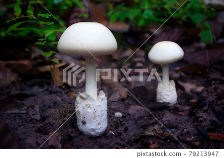 White Mushroom in forest. White Mushroom in forest. 79213947