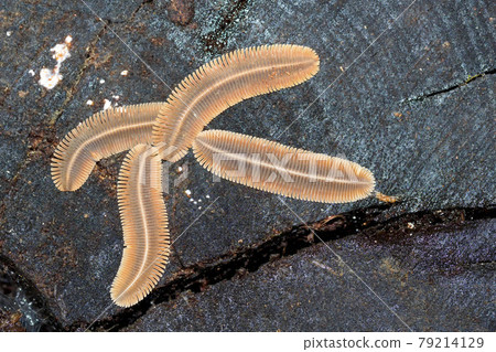Millipede, Tropical Rainforest, Costa Rica Millipede, Tropical Rainforest, Costa Rica 79214129