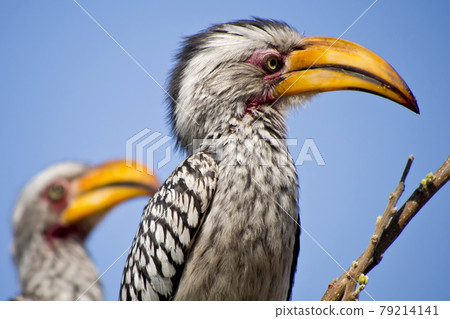 Redbilled hornbill, Chobe National Park, Botswana Redbilled hornbill, Chobe National Park, Botswana 79214141