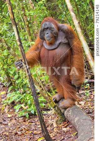 Orangutan,Tanjung Puting National Park, Borneo 79214148