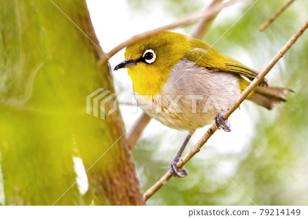 Oriental White-eye, Royal Bardia National Park, Nepal 79214149