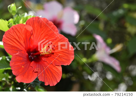 一朵鮮紅的芙蓉,背景是粉紅色的芙蓉 一朵鮮紅的芙蓉,背景是粉紅色的芙蓉 79214150